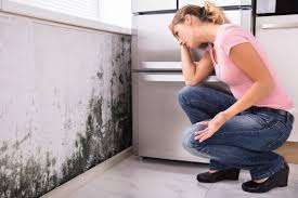 Environmental Consulting for Mold Prevention in Montello, WI